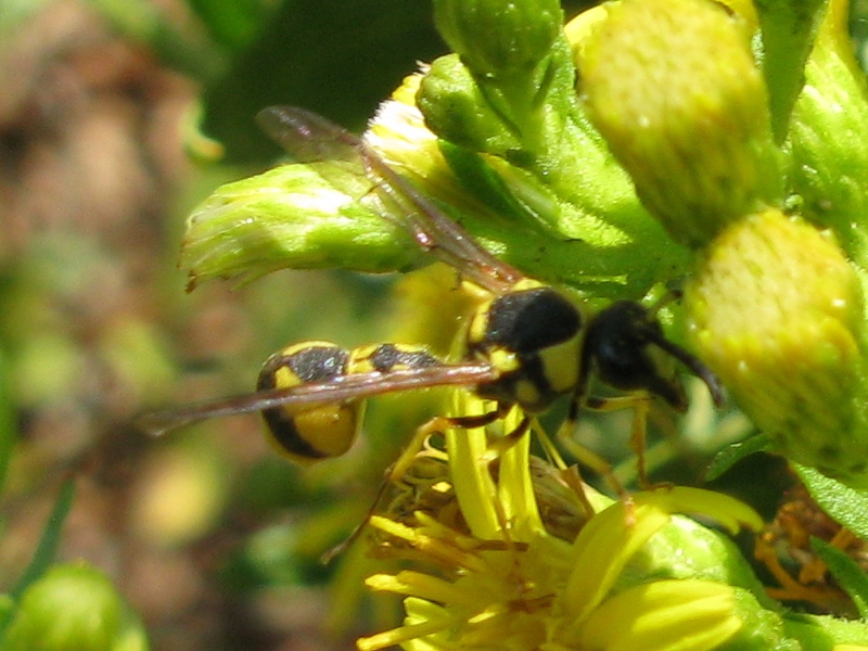 Vespidae Eumeninae: Eumenes sp.